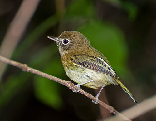 Eye-ringed tody-tyrant